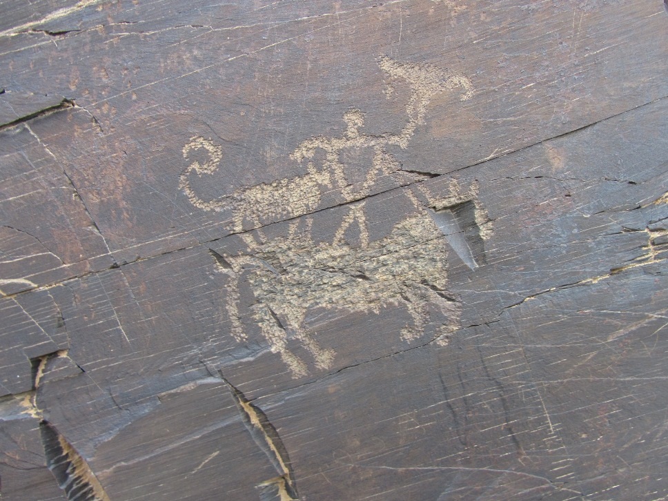 Так виглядає найшвидший собака у світі, який розганяється до 70 км/год