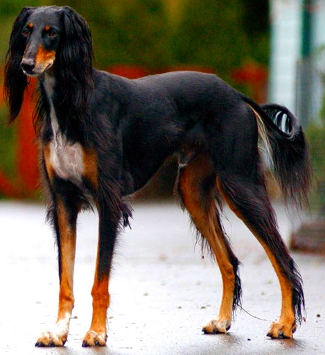 Самая быстрая собака в мире - фото и описание породы | РБК Украина
