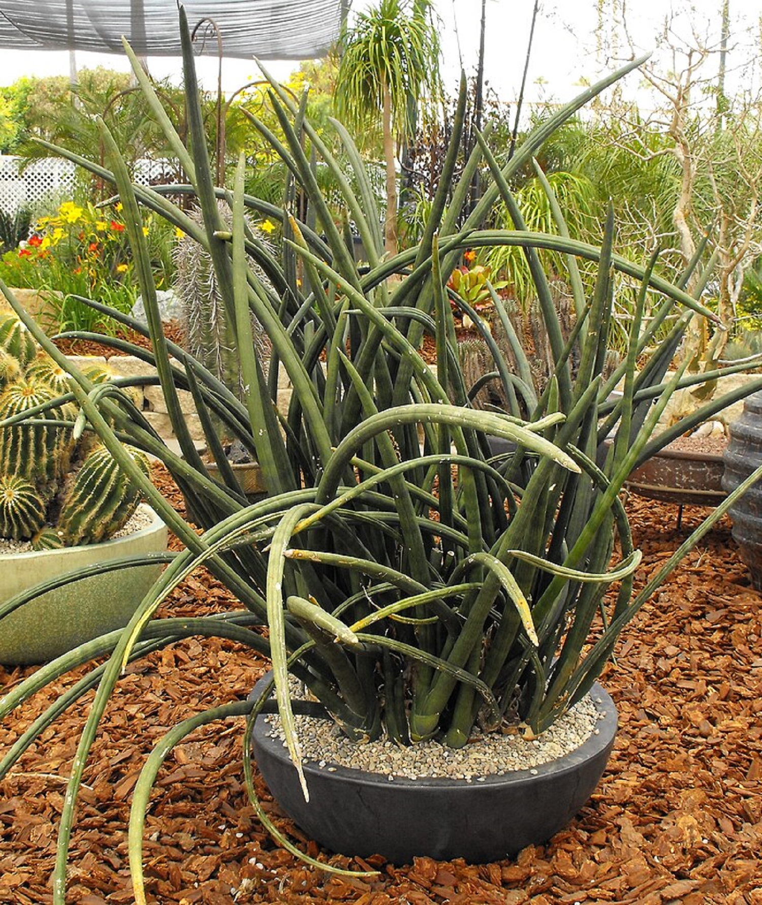 Экзотические цветы для дома: как вырастить комнатный сад с растениями со всего мира