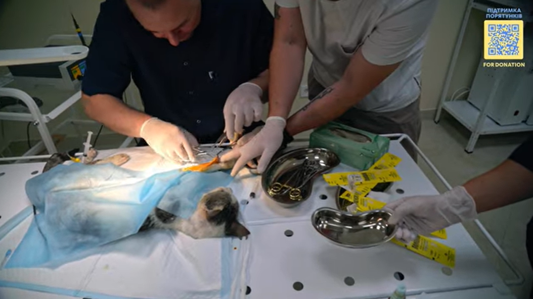 Под Киевом спасли раненого котика с 6 пулевыми: история пушистика не оставит вас равнодушными