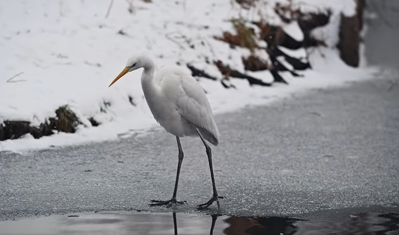 У зимовому київському парку помітили велику білу чаплю: приголомшливе відео