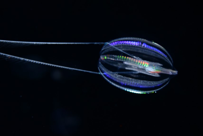 Ученые наконец-то выяснили, как выглядело первое животное на Земле