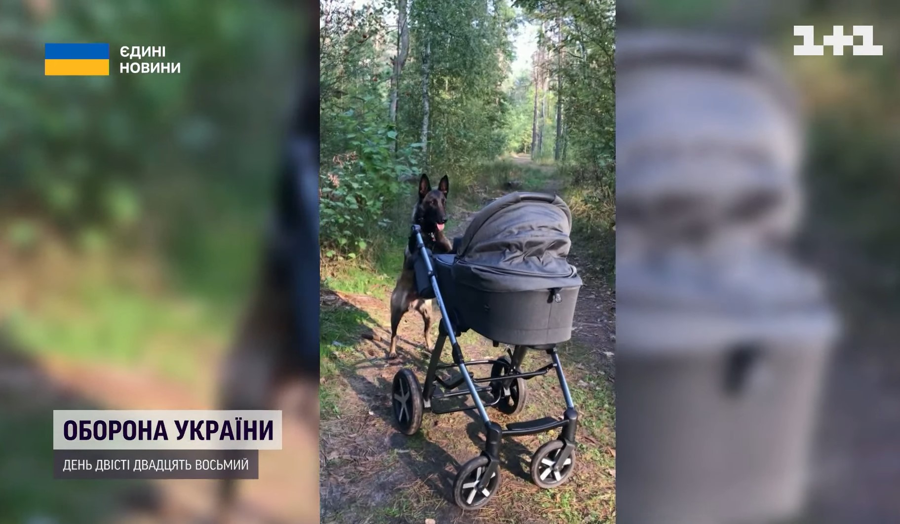 Собака Блика из Нацгвардии стала чемпионкой мира: невероятные фото и история героини