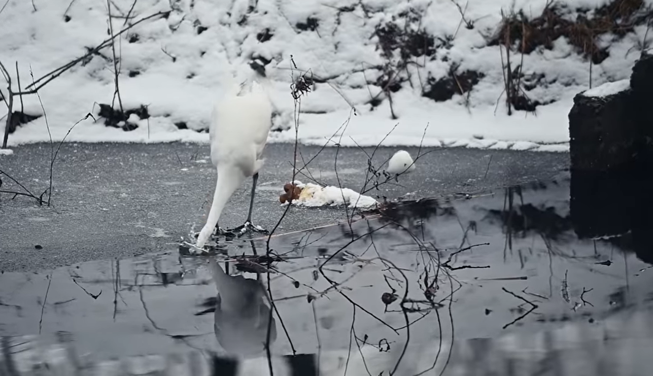 У зимовому київському парку помітили велику білу чаплю: приголомшливе відео