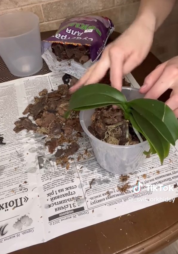 Коли орхідею обов'язково пересаджувати і як правильно це робити: інструкція