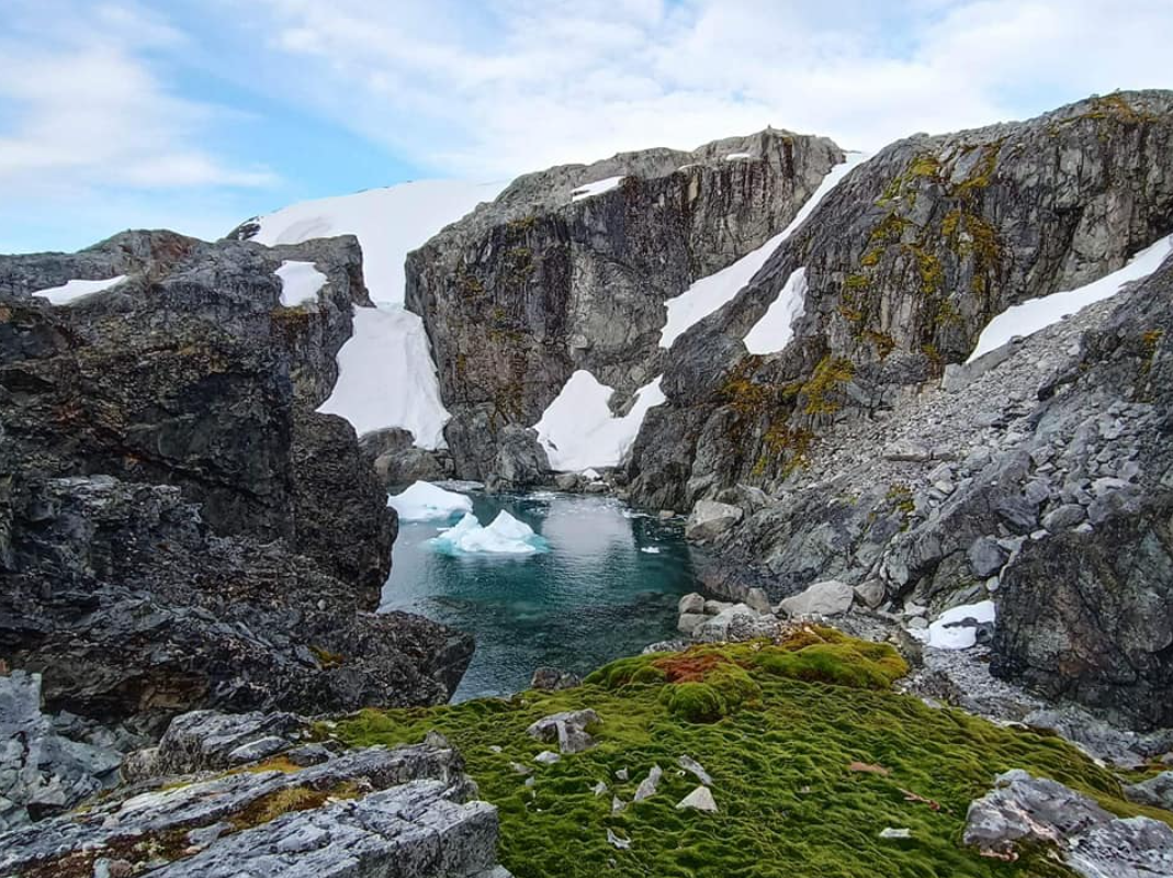 Ось ці рослини виживають серед вічної мерзлоти! Полярники поділились унікальними фото