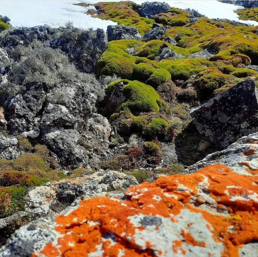Ось ці рослини виживають серед вічної мерзлоти! Полярники поділились унікальними фото