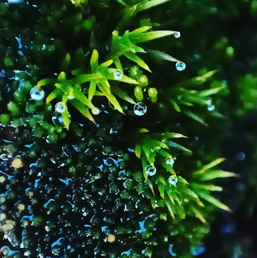 Ось ці рослини виживають серед вічної мерзлоти! Полярники поділились унікальними фото