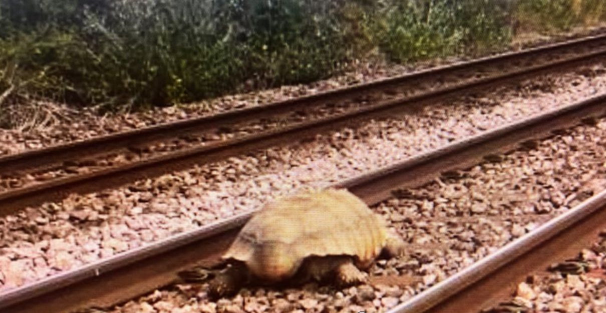 Гігантська черепаха заблокувала рух поїздів у Британії (фото)