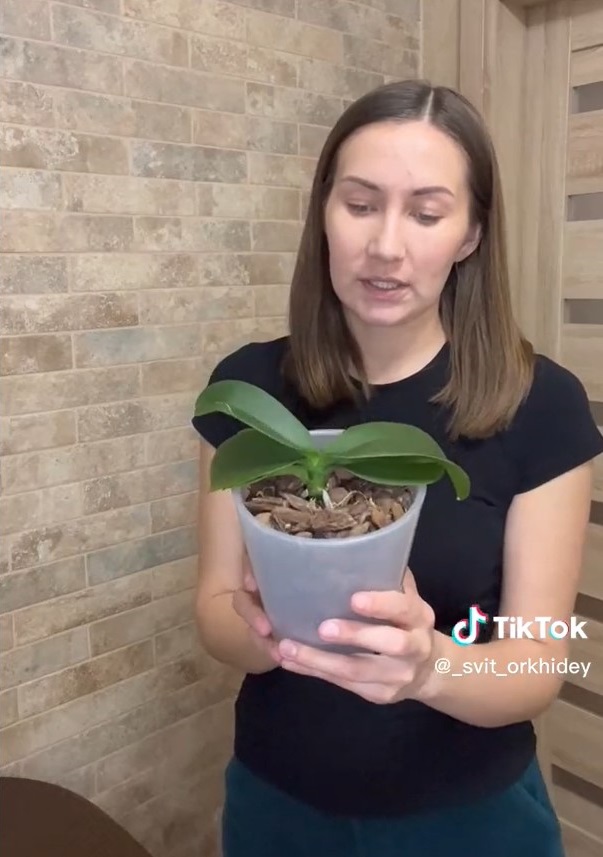 Коли орхідею обов'язково пересаджувати і як правильно це робити: інструкція