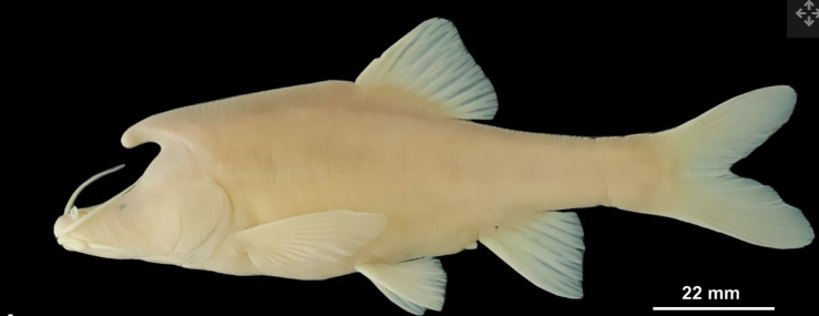 Без чешуи и с рогами: ученые нашли новый вид рыб. Вот как выглядят эти химеры