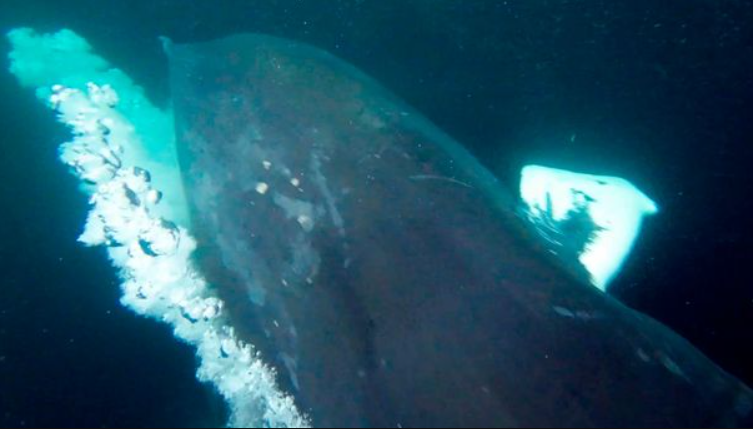 Горбатый кит чуть не проглотил дайвера во время съемок косаток: вот как это выглядело