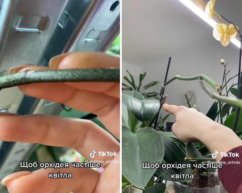 Сделайте это с орхидеей, и она будет цвести почти непрерывно