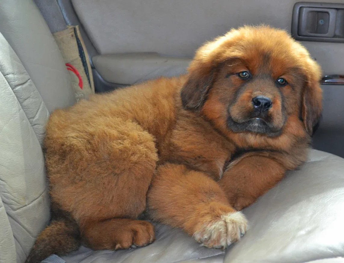 5 пород собак, считающихся самыми дорогими в мире (фото)