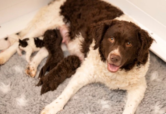 Дивіться, як виглядають новонароджені цуценята однієї з найрідкісніших порід у світі