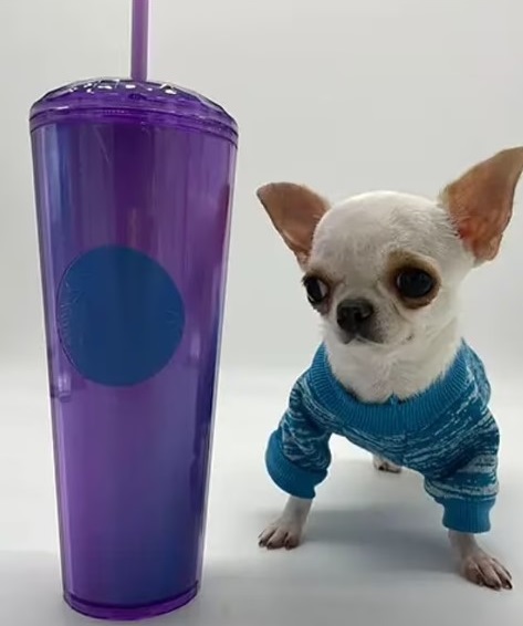 Погляньте, як виглядає найменший собака у світі. Він крихітніший за долар