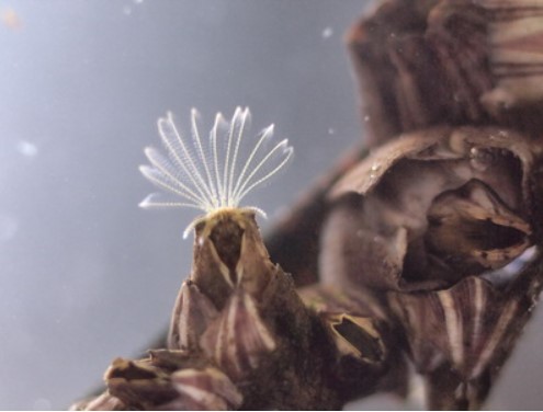 Смотрите, как выглядит животное с самым большим половым органом