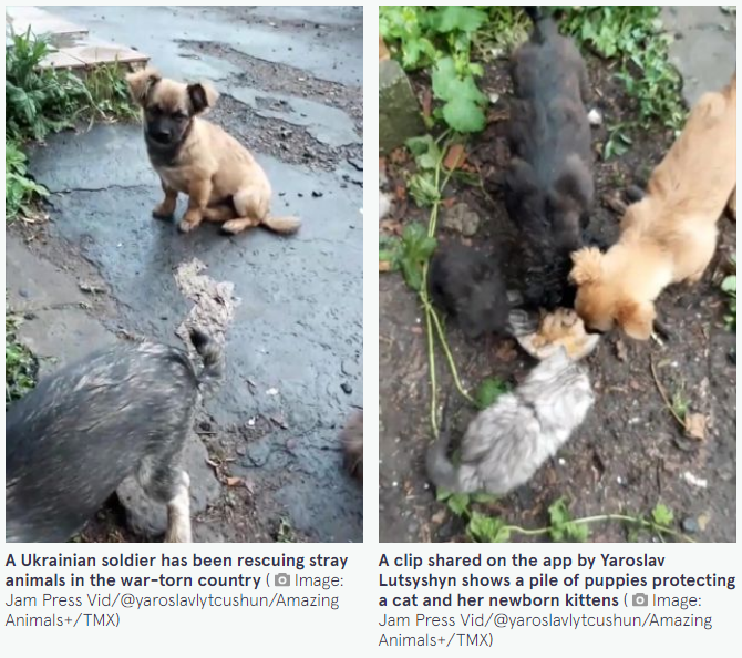 Український солдат рятує бездомних тварин і вже став зіркою у західних ЗМІ (відео)
