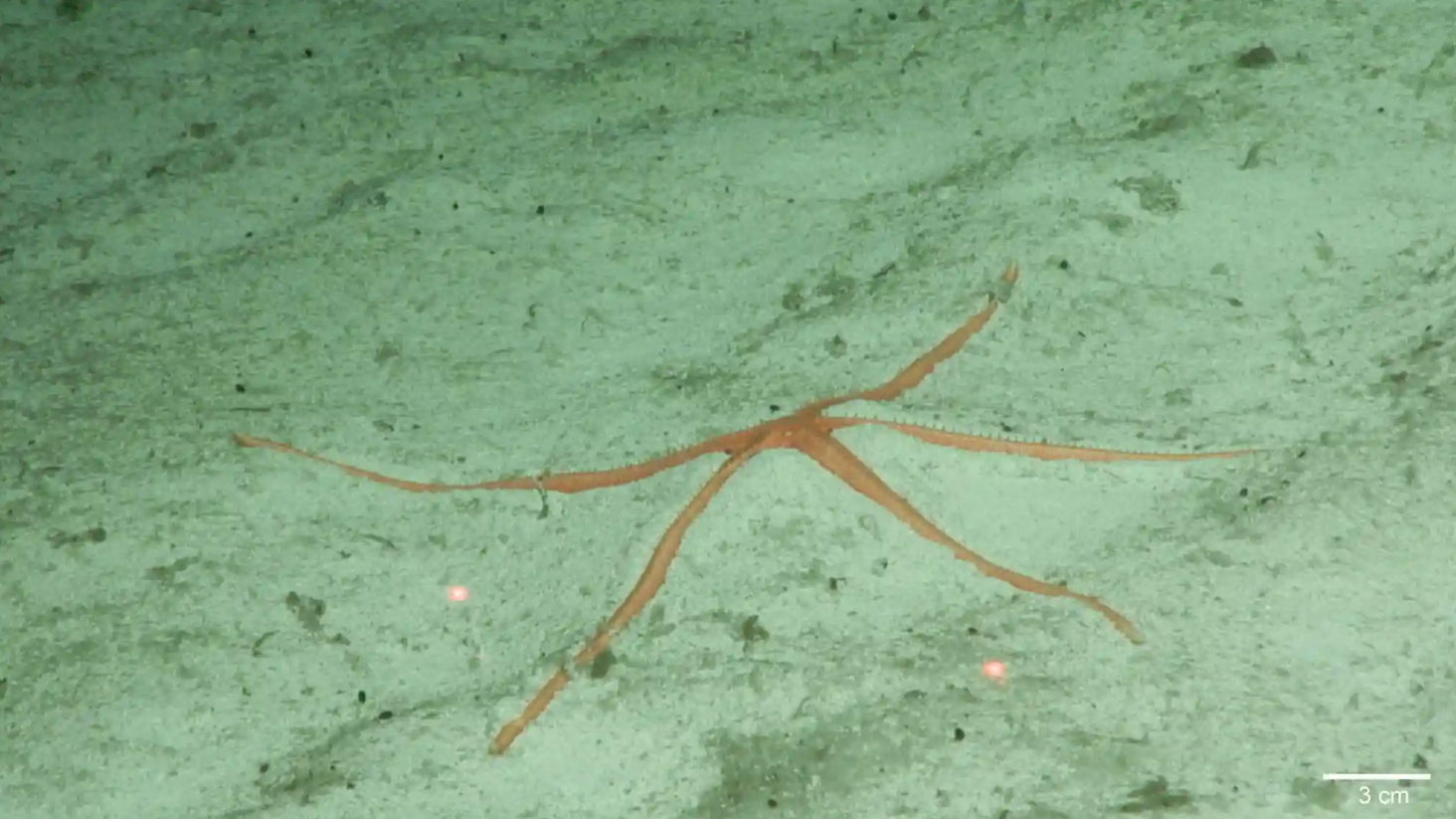 На дні Тихого океану знайшли майже 40 нових видів тварин: як вони виглядають (фото)