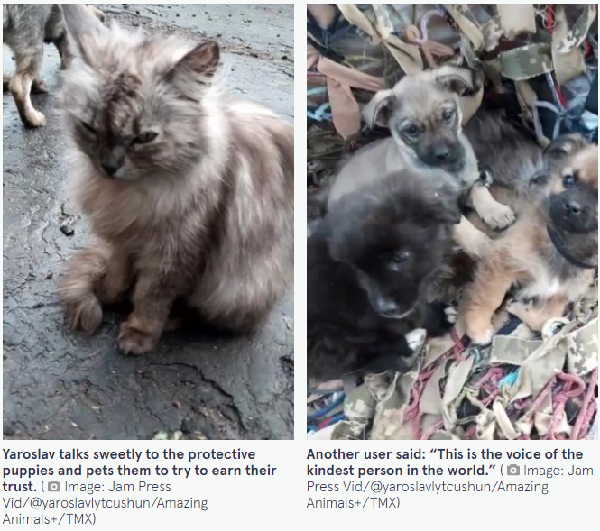 Український солдат рятує бездомних тварин і вже став зіркою у західних ЗМІ (відео)