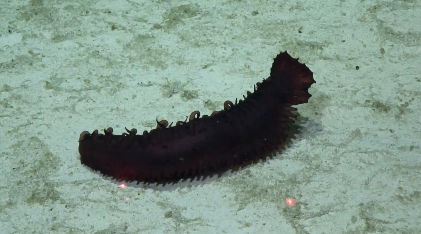 На дні Тихого океану знайшли майже 40 нових видів тварин: як вони виглядають (фото)