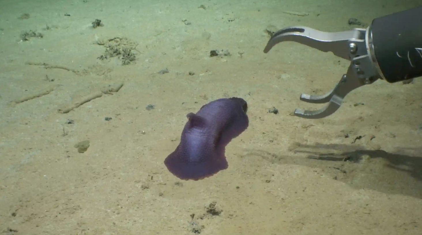 На дні Тихого океану знайшли майже 40 нових видів тварин: як вони виглядають (фото)