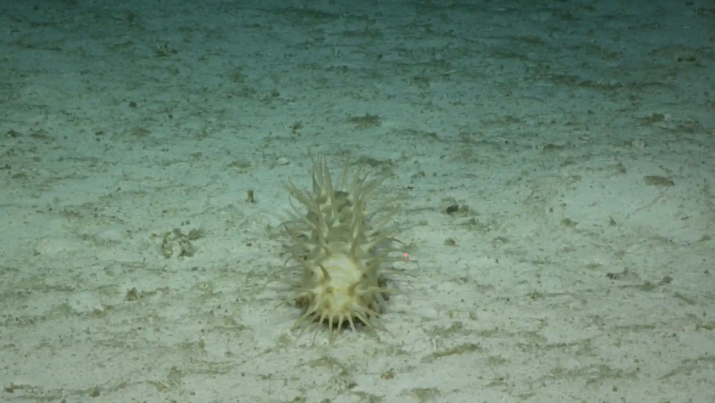 На дні Тихого океану знайшли майже 40 нових видів тварин: як вони виглядають (фото)