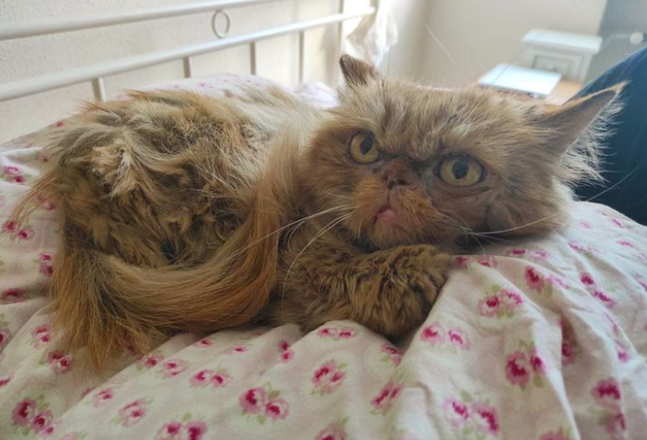 Кішка Шафа з Бородянки вже зі своєю справжньою хазяйкою: милі фото знаменитого пухнастика