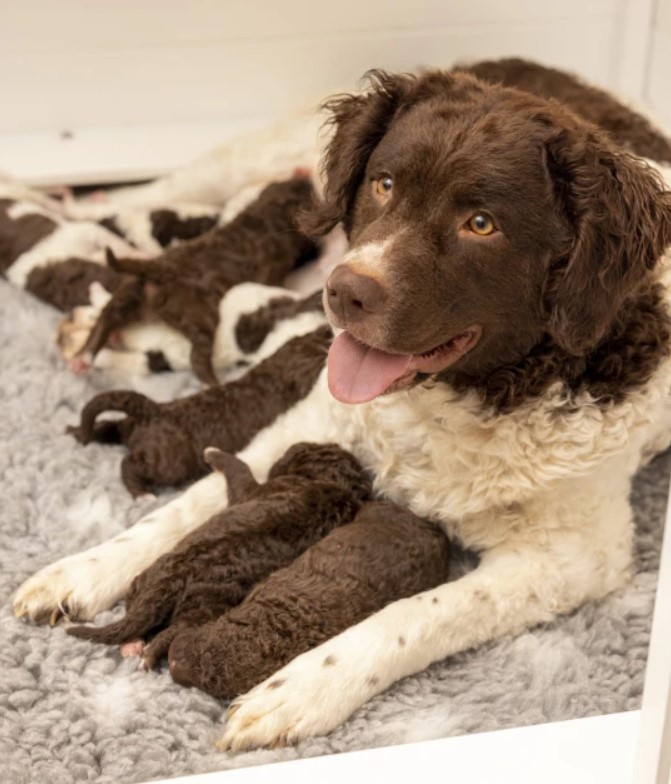 Дивіться, як виглядають новонароджені цуценята однієї з найрідкісніших порід у світі