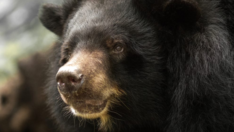 Японский скалолаз в эпичной схватке на горе отбился от медведя: видео поединка