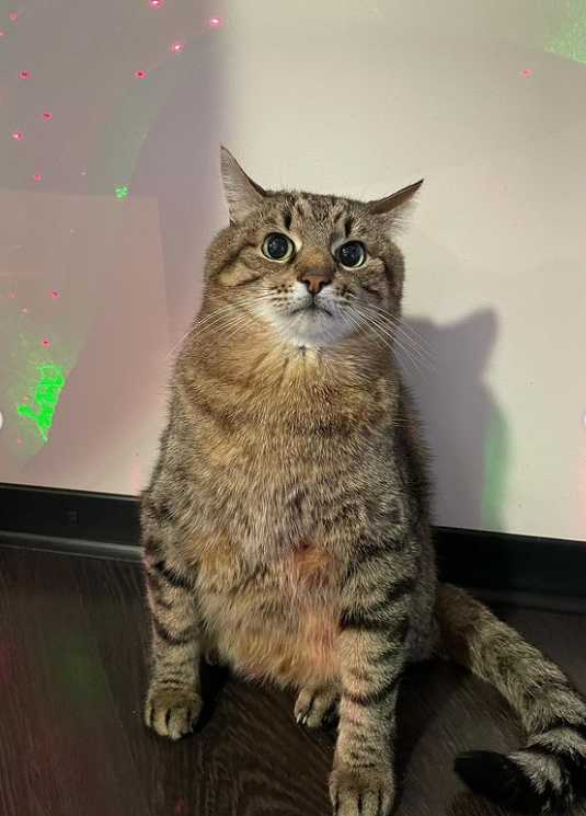 Кот Степан стал лицом обложки журнала Times Monaco: милые фото