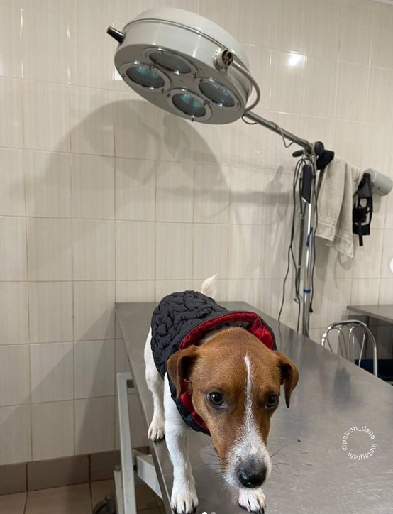 Пес Патрон угодил в клинику: что случилось