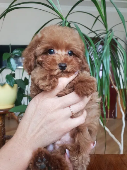 Алергія мучить, а собаку хочеться? 6 порід, які точно не змусять вас плакати