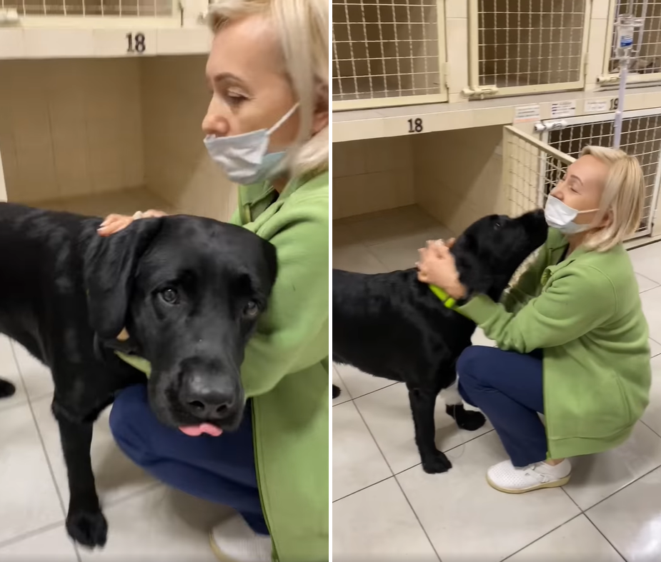 В Днепре ветеринары спасли пса, который выпил бутылку коньяка и страдал от жуткого похмелья