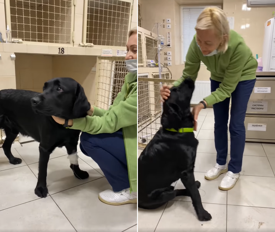 В Днепре ветеринары спасли пса, который выпил бутылку коньяка и страдал от жуткого похмелья