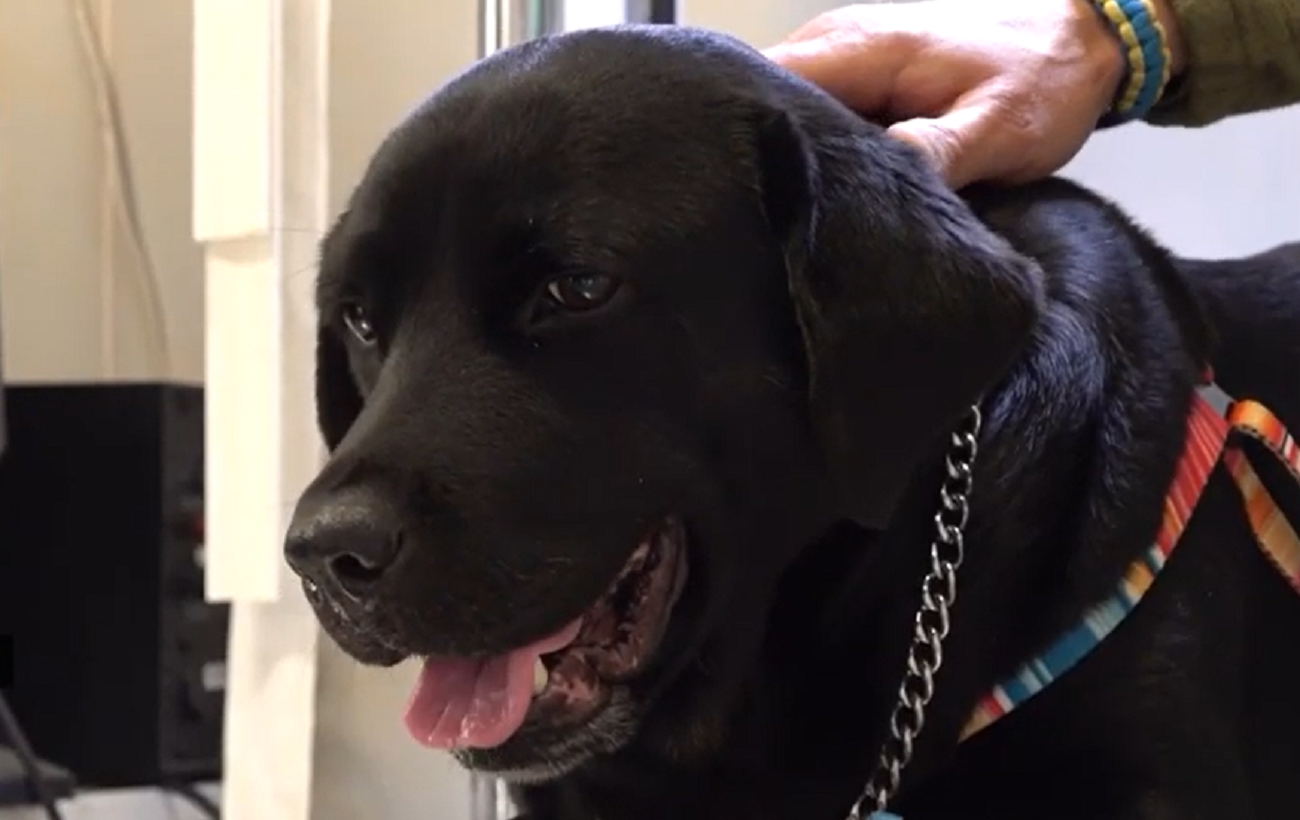 В Черкассах прооперировали раненую собаку Еву, которую боец ВСУ 12 часов вез из Лимана