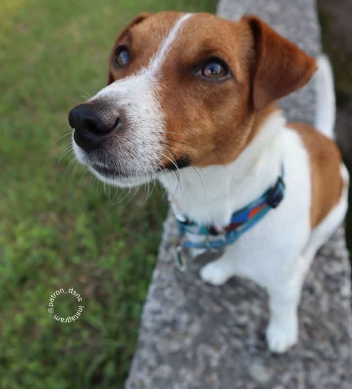 Пес Патрон угодил в клинику: что случилось