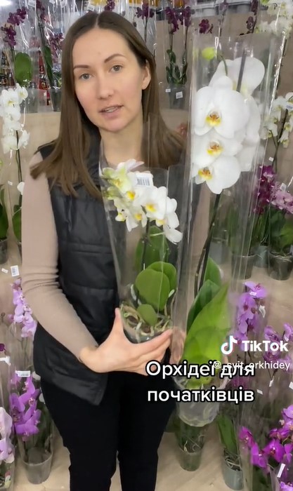 Яка орхідея найпростіша в догляді, пишно квітне і не хворіє (фото)