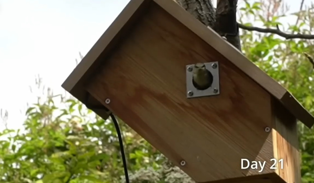 Смотрите потрясающее видео о жизни синиц: от пустого гнезда до первого полета птенцов