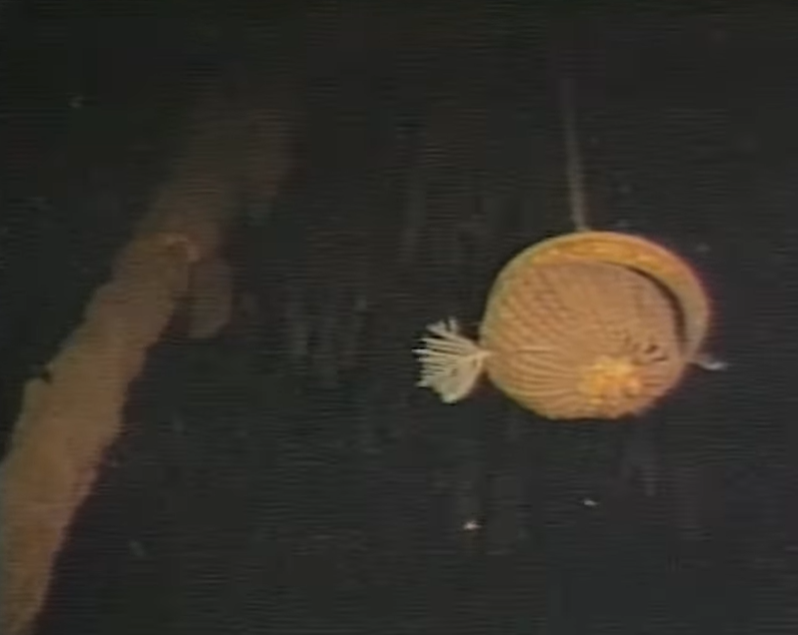 Впервые показали неизвестные кадры из затонувшего &quot;Титаника&quot;: видео 40-летней давности