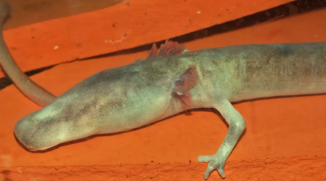 Ученые показали &quot;детенышей драконов&quot;, которые живут до 100 лет в подземных пещерах (фото)