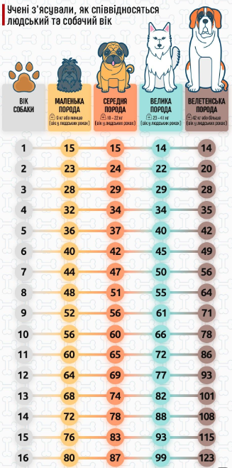 Таблица возраста собак по человеческим годам: