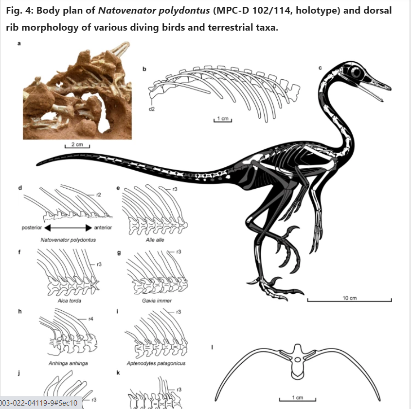 Вчені знайшли новий вид динозаврів: як виглядала доісторична тварина