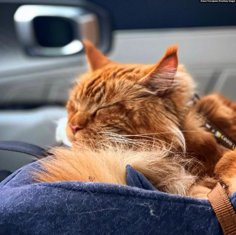 Пережил оккупацию и российский плен, сбежал в Беларуси и вернулся к семье: всплыли детали истории кота Макса из Бучи