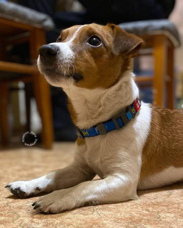 Пес Патрон угодил в клинику: что случилось