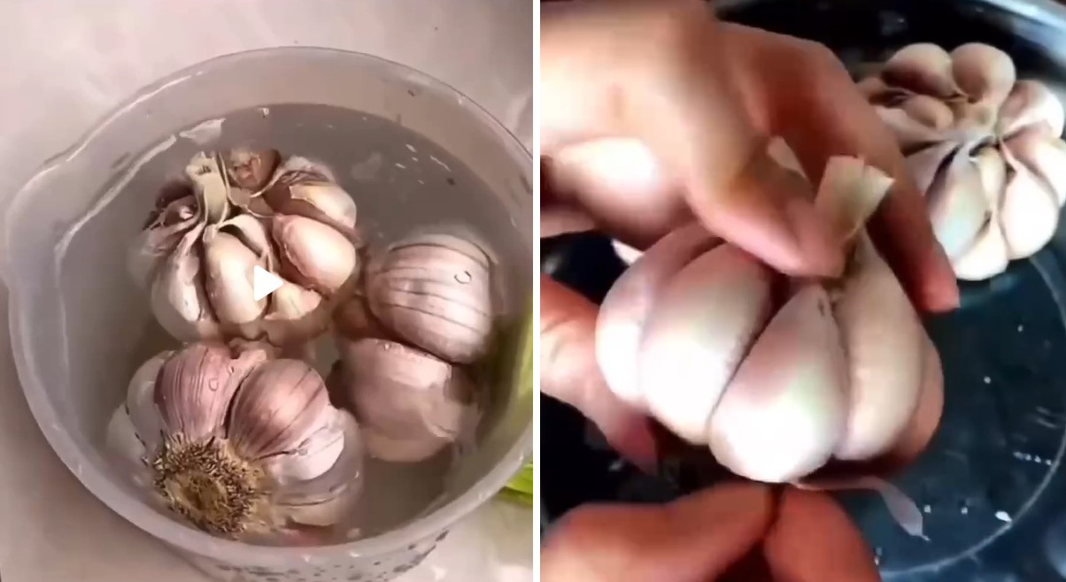 Выращиваем чеснок на подоконнике: инструкция для пышного огорода дома