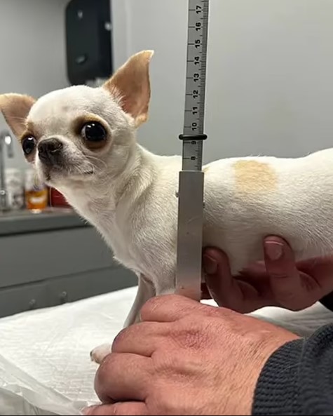 Погляньте, як виглядає найменший собака у світі. Він крихітніший за долар