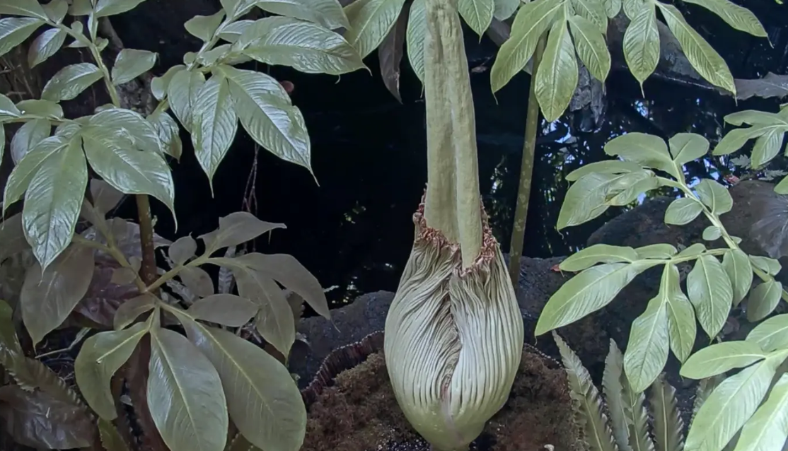 Найсмердючіша квітка у світі розцвіла вперше за 4 роки. Ось як вона виглядає (фото)