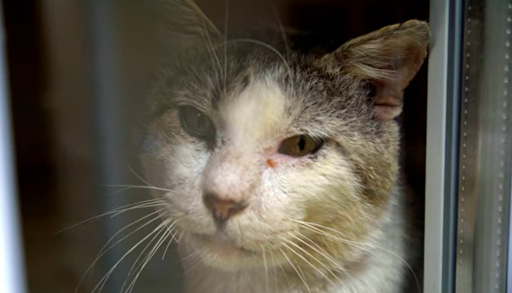 Под Киевом спасли раненого котика с 6 пулевыми: история пушистика не оставит вас равнодушными