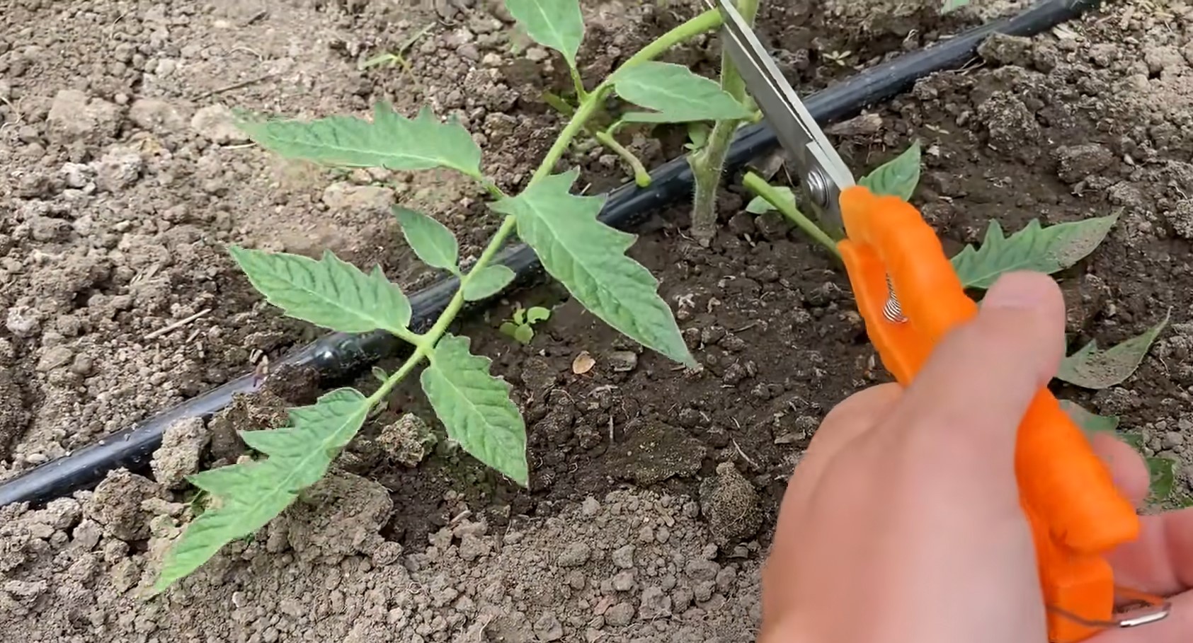 Як і коли обрізати листя помідорів, щоб домогтися щедрого урожаю